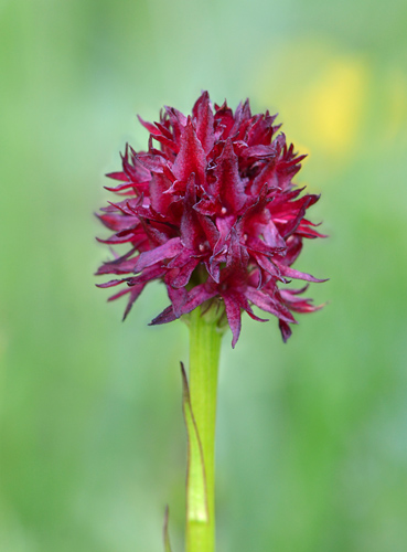 Gymnadenia nigra
