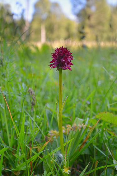 Gymnadenia nigra