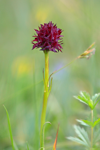 Gymnadenia nigra
