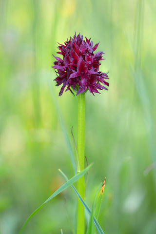 Gymnadenia nigra
