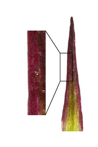 Gymnadenia nigra