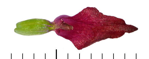 Gymnadenia nigra