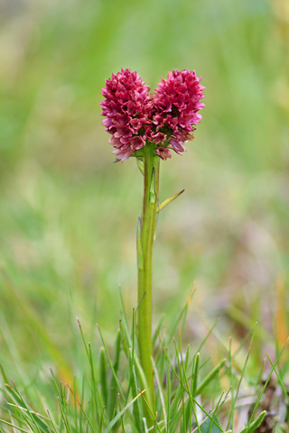 Gymnadenia rhellicani