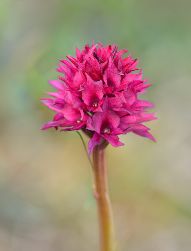 Gymnadenia runei