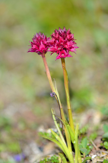 Gymnadenia runei