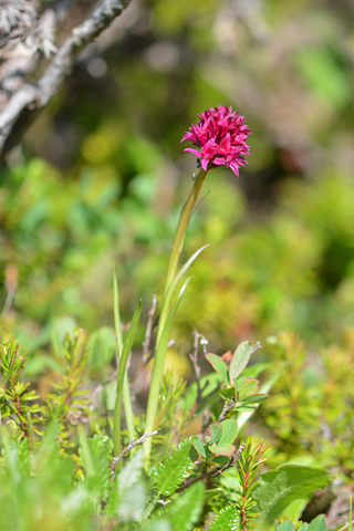 Gymnadenia runei