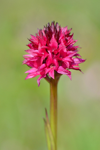 Gymnadenia runei