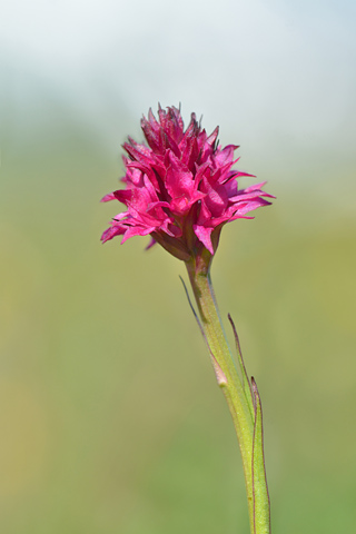 Gymnadenia runei