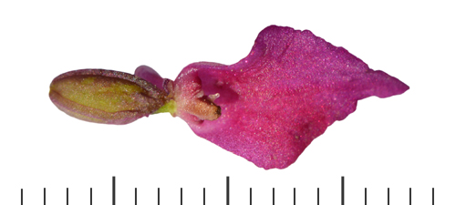 Gymnadenia runei