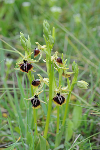 Ophrys aesculapii
