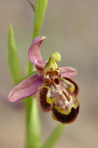 Ophrys apifera x speculum