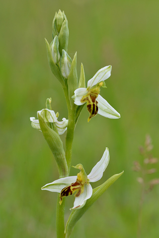 Ophrys  apifera f. trollii
