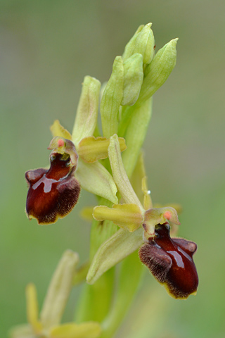 Ophrys araneola x incubacea