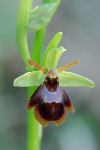 Ophrys araneola x insectifera