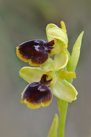 Ophrys araneola x lutea