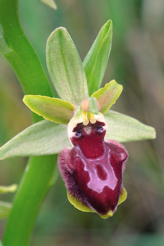 Ophrys araneola x provincialis