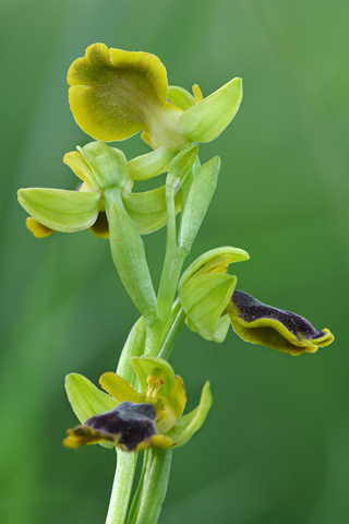 Ophrys archimedea