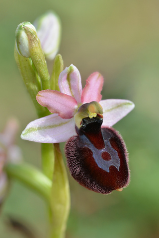 Ophrys aurelia x passionis