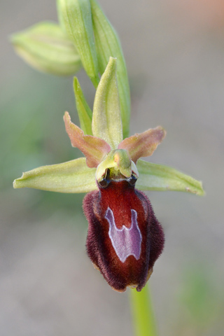 Ophrys aurelia x provincialis