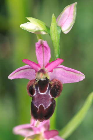 Ophrys aurelia x scolopax