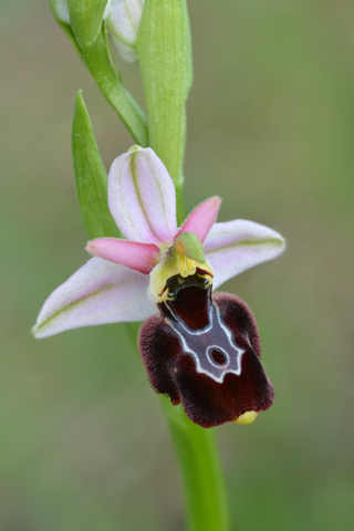 Ophrys aurelia x vetula