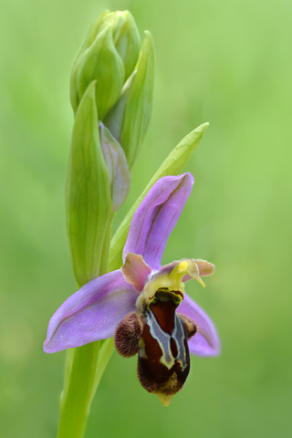Ophrys apifera x aveyronensis