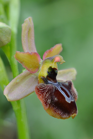 Ophrys aranifera x aveyronensis