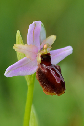 Ophrys aveyronensis x castellana
