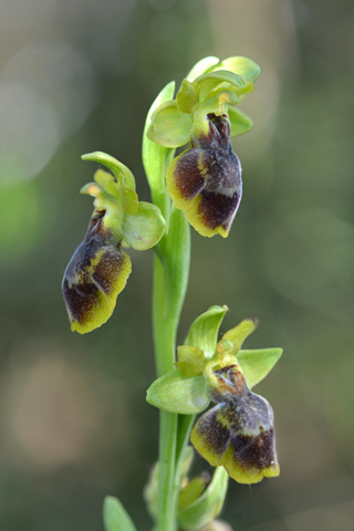 Ophrys aveyronensis x lutea