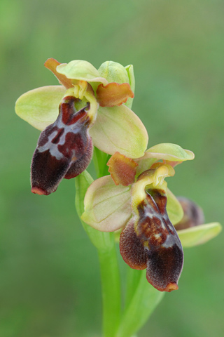 Ophrys aveyronensis x sulcata