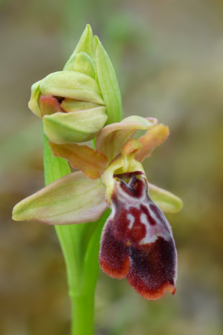 Ophrys aveyronensis x sulcata