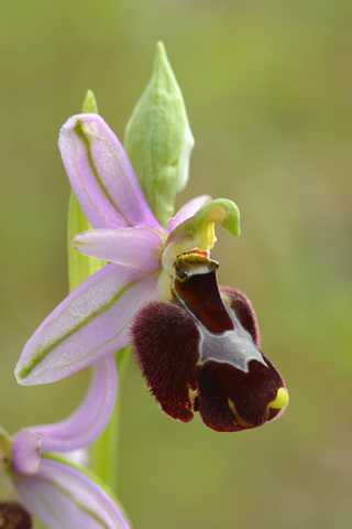 Ophrys apulica x bertolonii