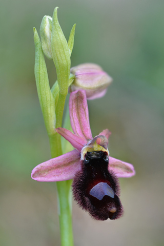 Ophrys bertolonii x bertoloniiformis