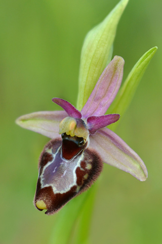 Ophrys bertolonii x celiensis