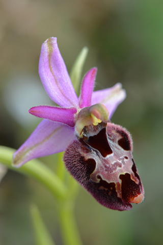 Ophrys bertolonii x dinarica