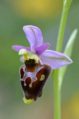 Ophrys bertolonii x gracilis