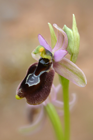 Ophrys bertolonii x neglecta