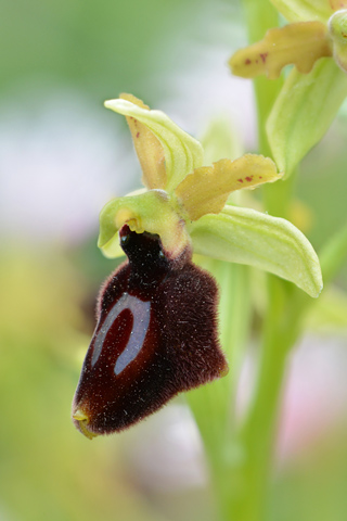 Ophrys bertolonii x tarentina