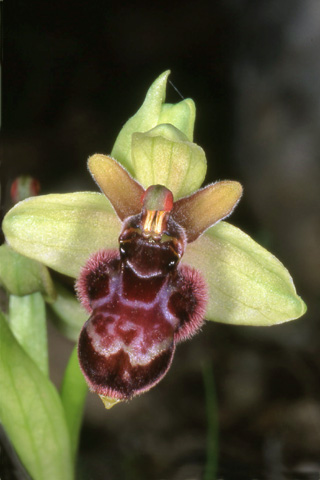 Ophrys bertoloniiformis x bombylifora