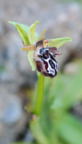 Ophrys cretica subsp. bicornuta