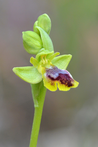 Ophrys bilunulata x lutea