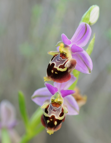 Ophrys calypsus