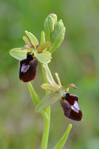 Ophrys  catalaunica x passionis