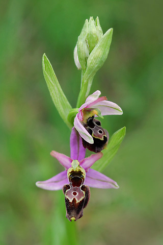 Ophrys catalaunica x scolopax
