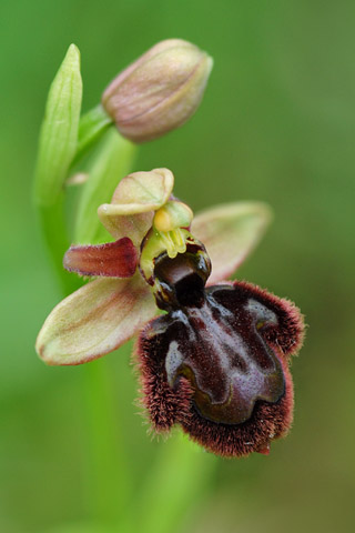 Ophrys catalaunica x speculum