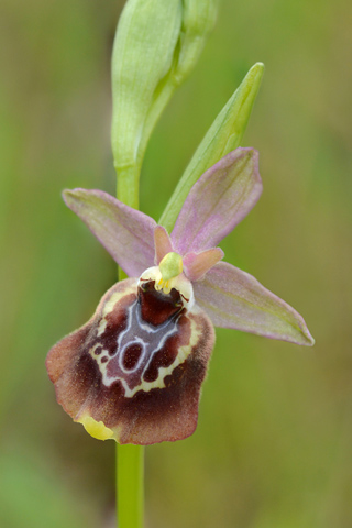 Ophrys apulica x celiensis