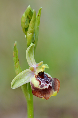 Ophrys celiensis