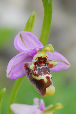 Ophrys candica x cornutula