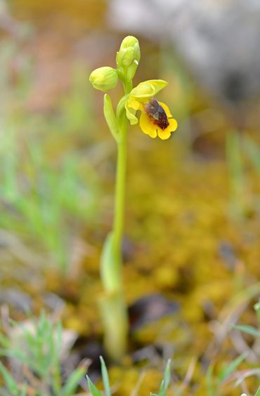 Ophrys corsica