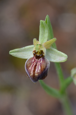 Ophrys cretensis